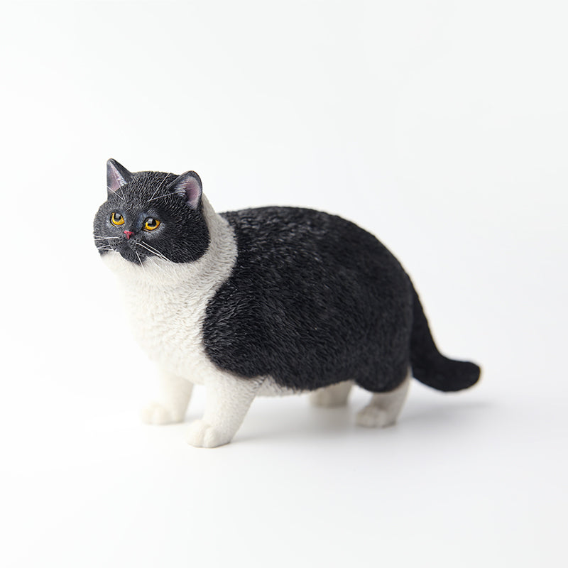 JXK ふと猫