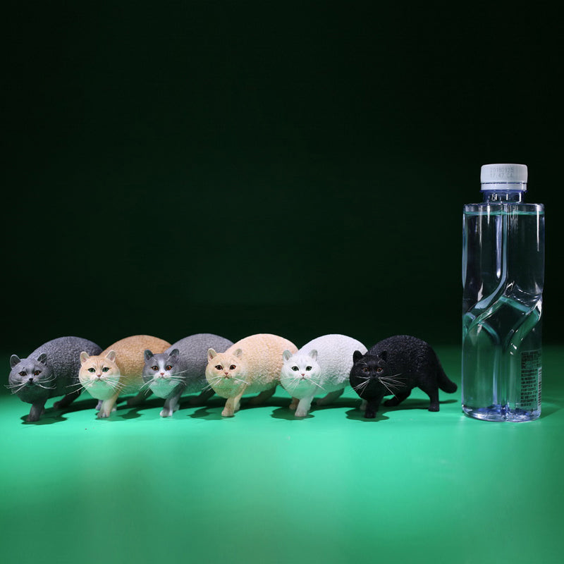 Mr.Z MRZ040 1/6 ブリティッシュショートヘア 樹脂フィギュア（全6種） 商品画像