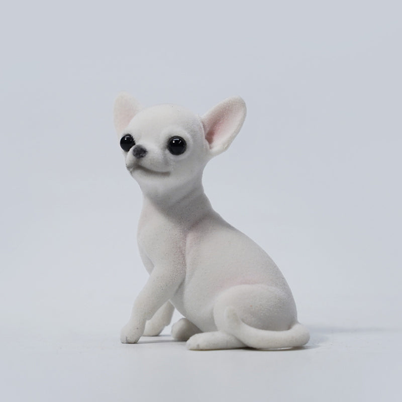 JXK2034  チワワ  Chihuahua